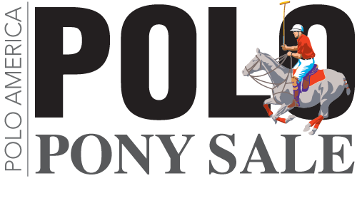 polo-pony-sale